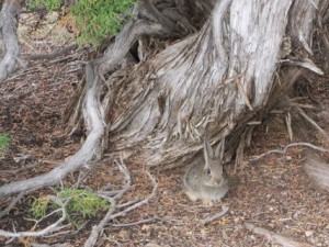 1bunny at Black Canyon